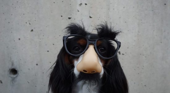 pet wearing silly glasses