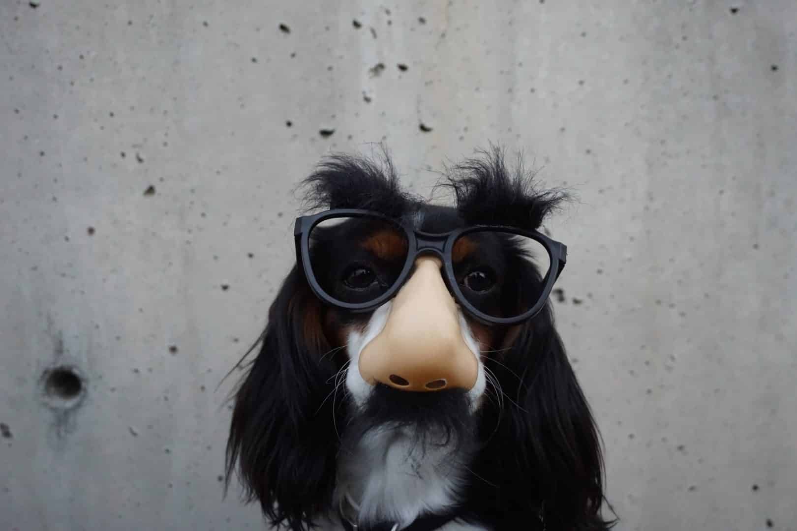pet wearing silly glasses