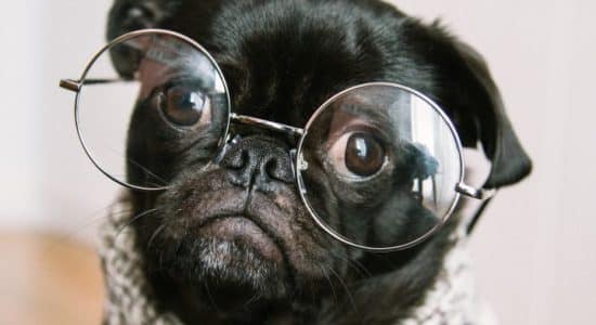 pug wearing glasses