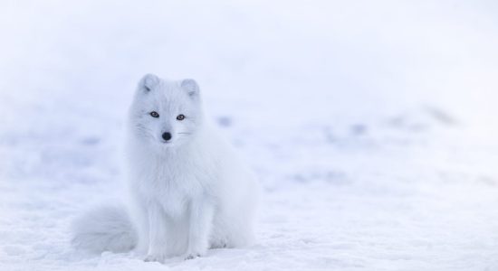 Arctic fox