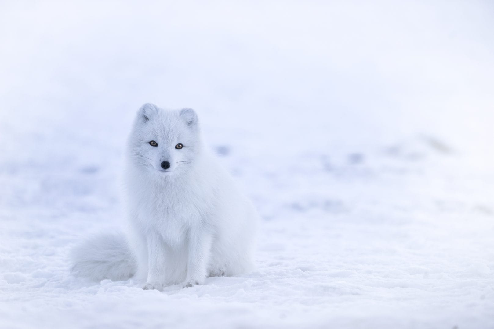 Arctic fox