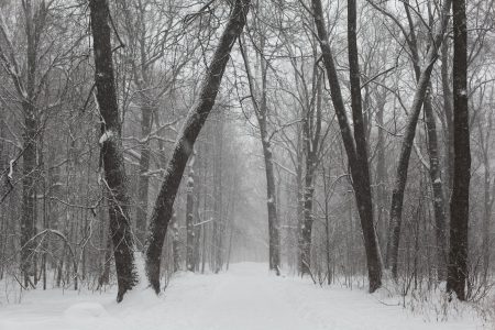 Snowy park