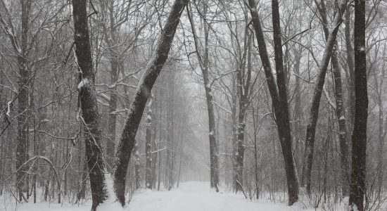 Snowy park