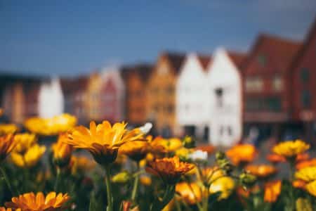 Yellow flowers