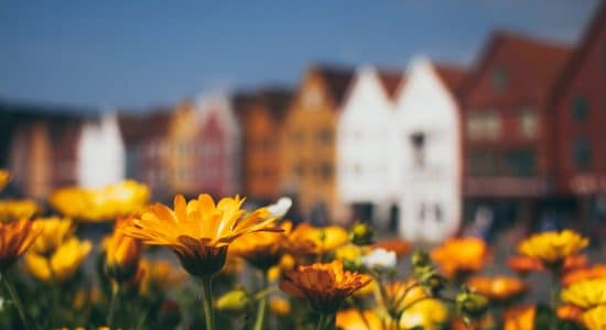 Yellow flowers