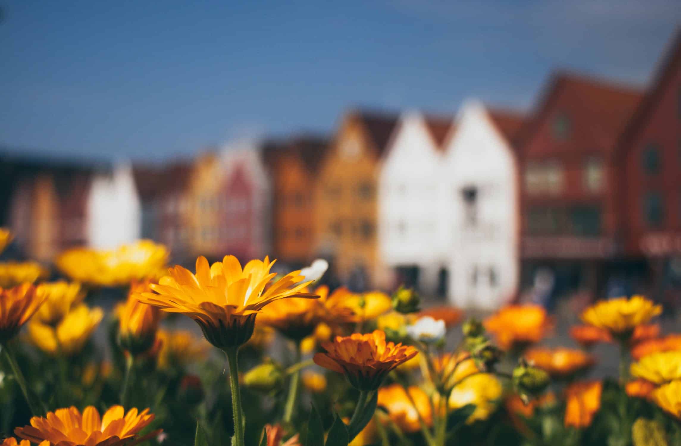Yellow flowers